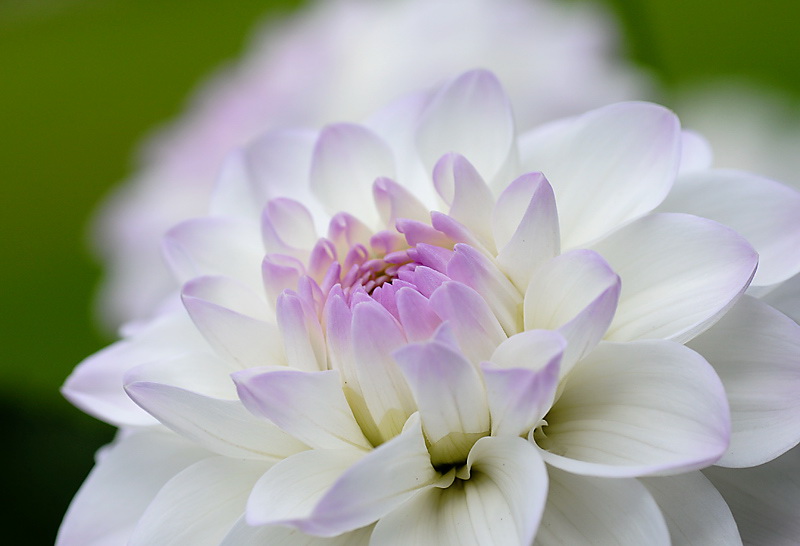 Blume-Blume-D31_7135.jpg   26.04.jpg